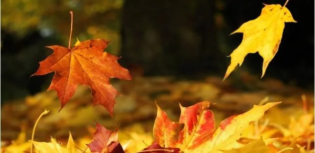 autunno01