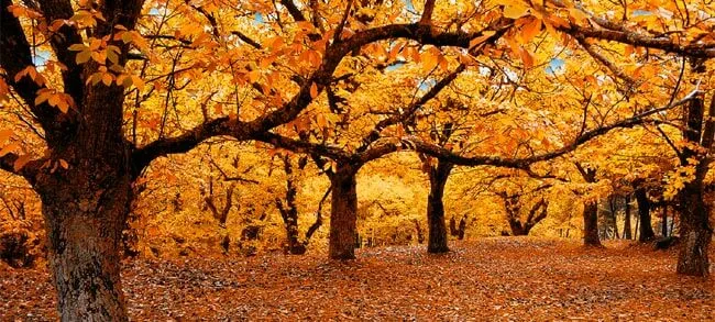 autunno02