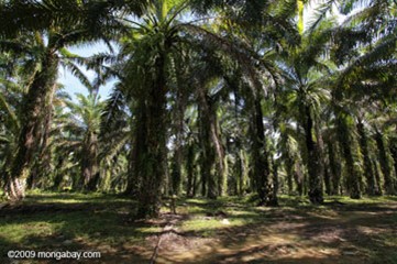 palme sumatra