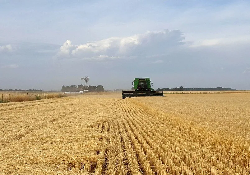 campo-grano-r