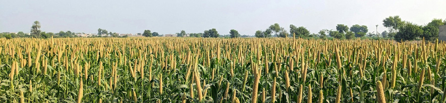 abdul-hameed photo 2